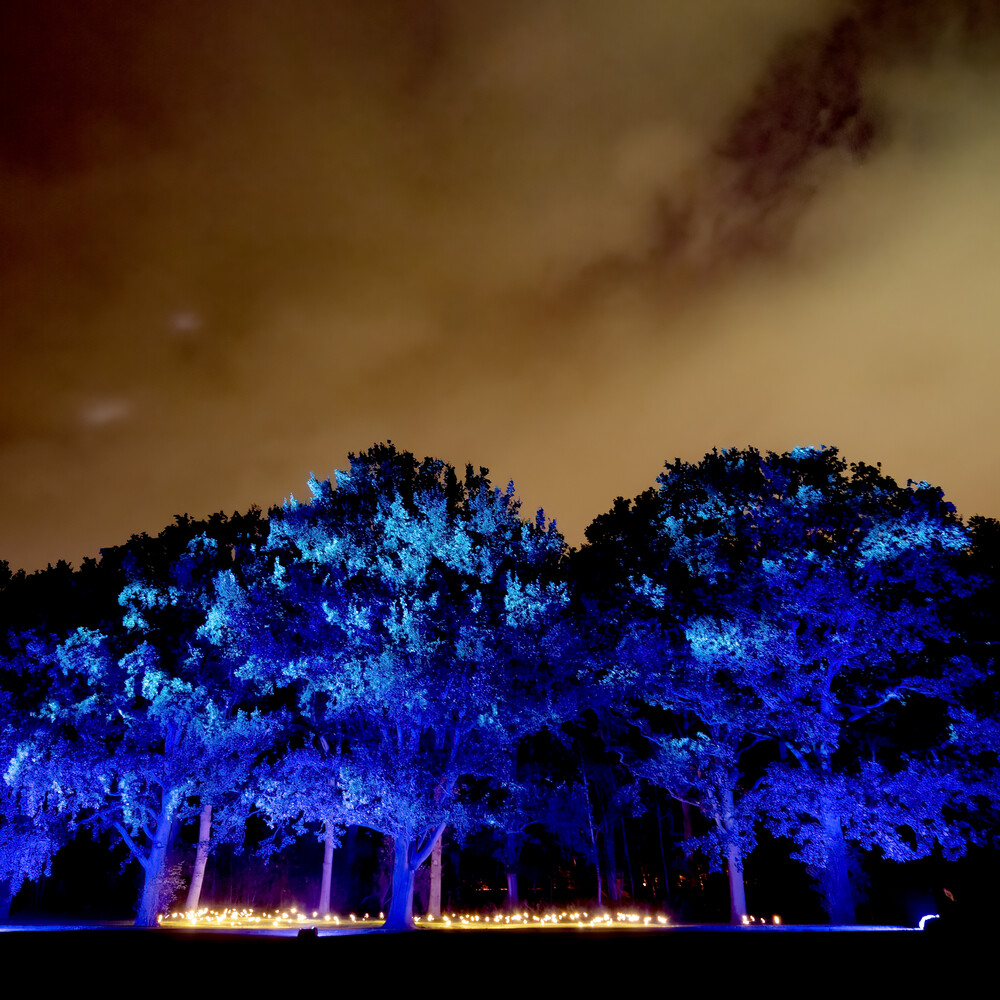 De Grote Schijn 2021 Rotterdam Kralingse Bos