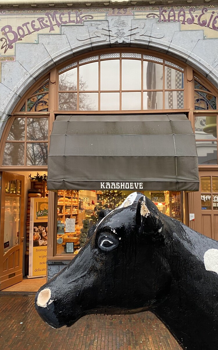 Kaashoeve koe