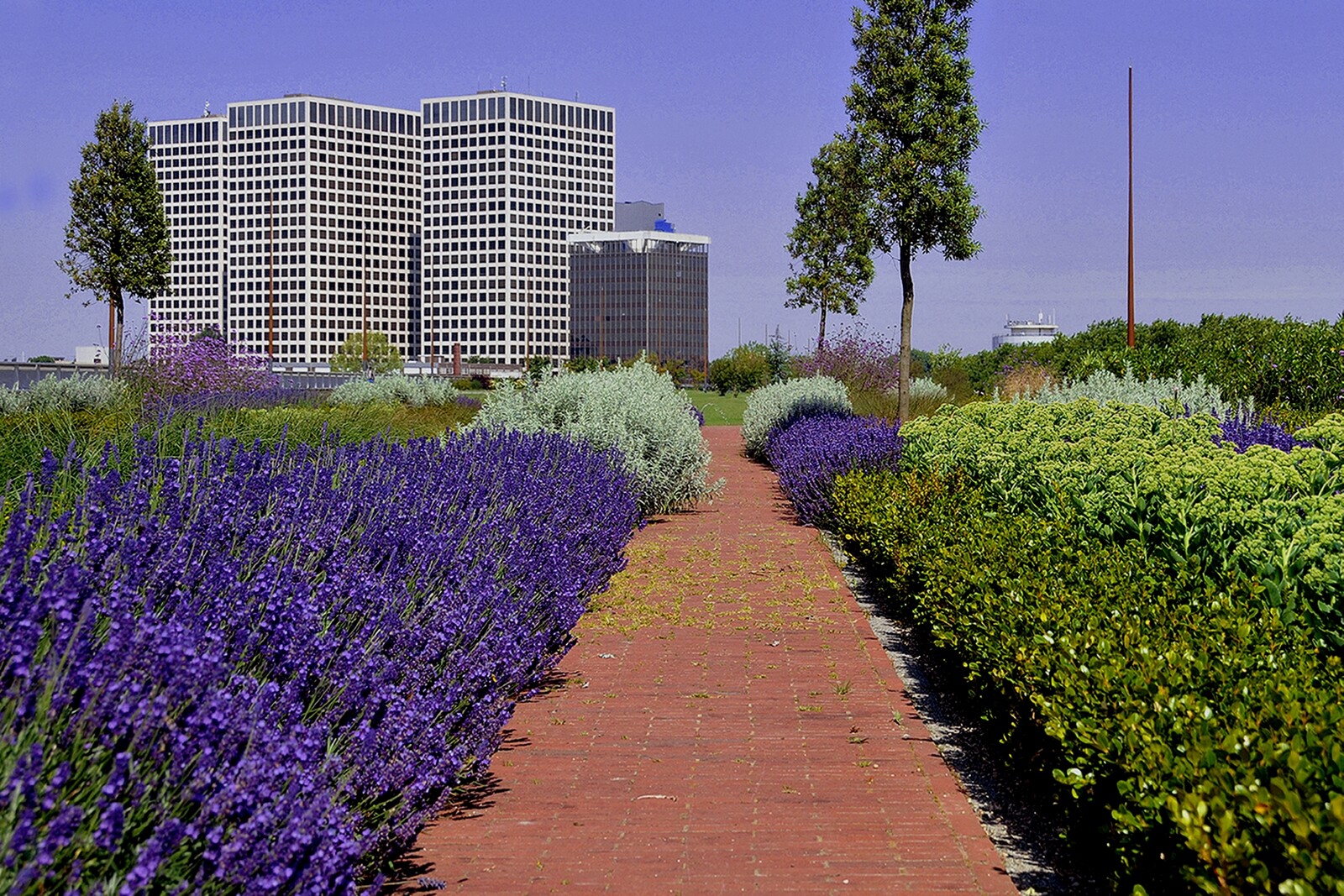 Dakapark Rotterdam Bloemen
