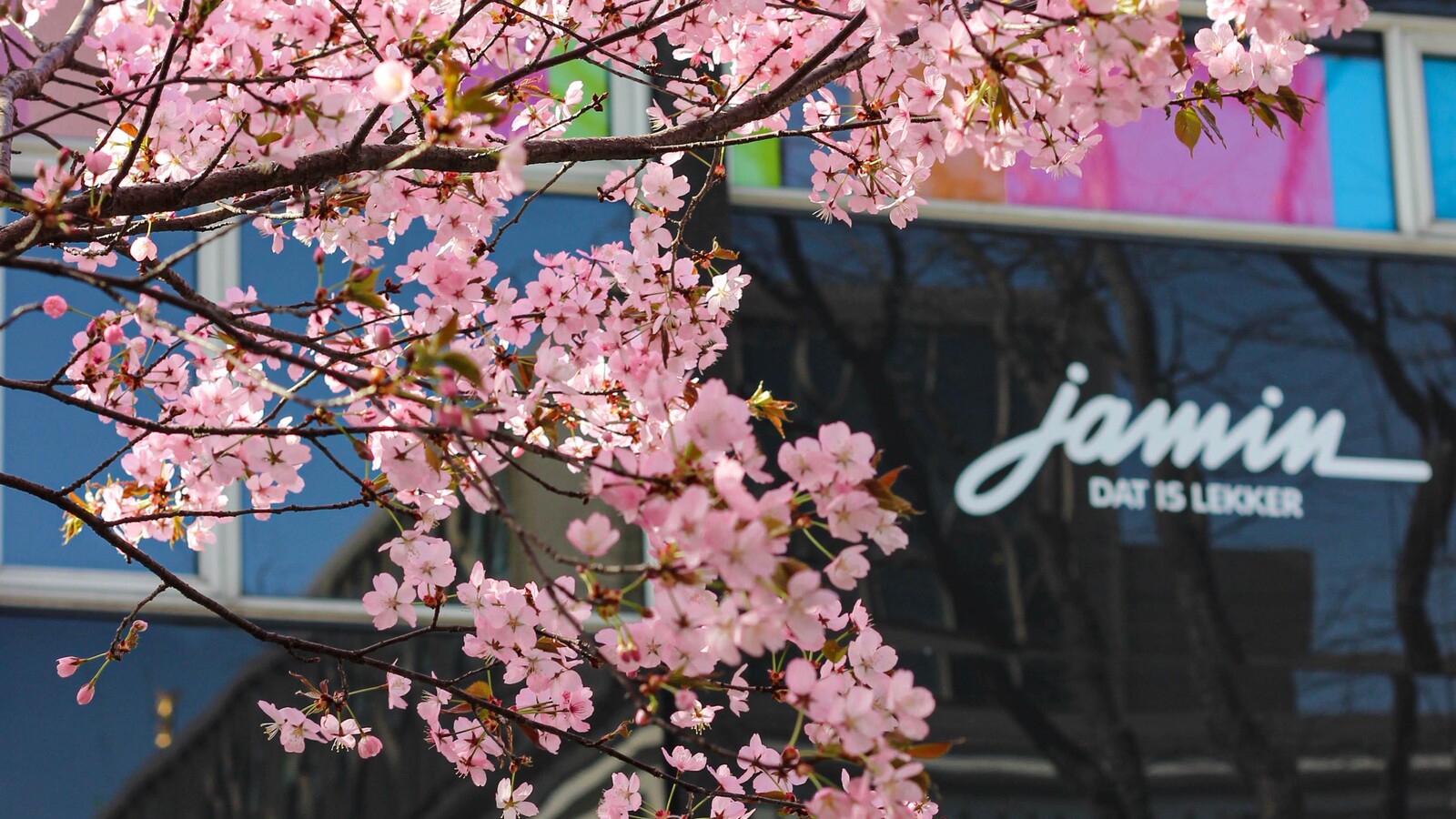 Jamin lente roze bloesem rotterdam