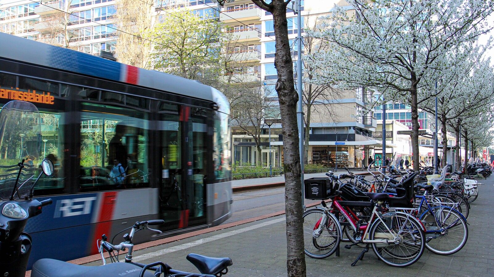 Tram van oldenbarneveltstraat kersenbloesem