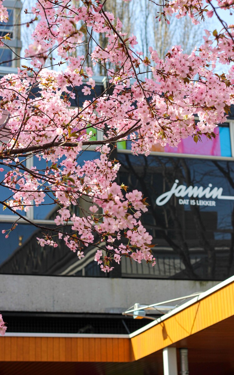 Jamin lente roze bloesem rotterdam