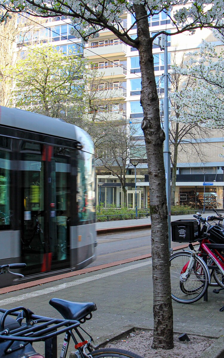 Tram van oldenbarneveltstraat kersenbloesem