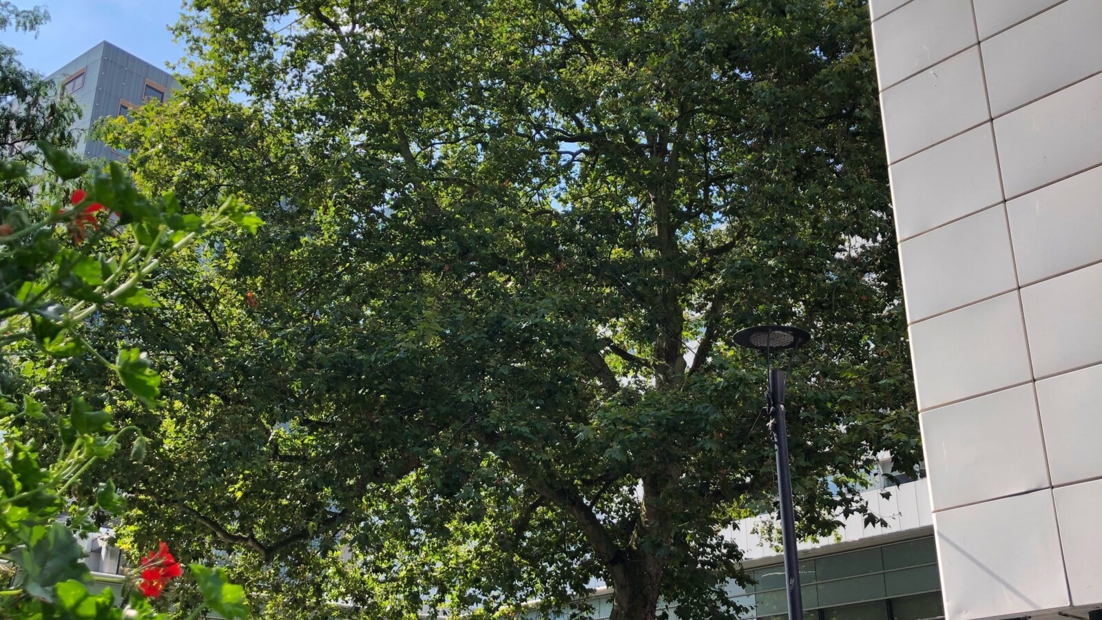 Plataan Lijnbaan Rotterdam