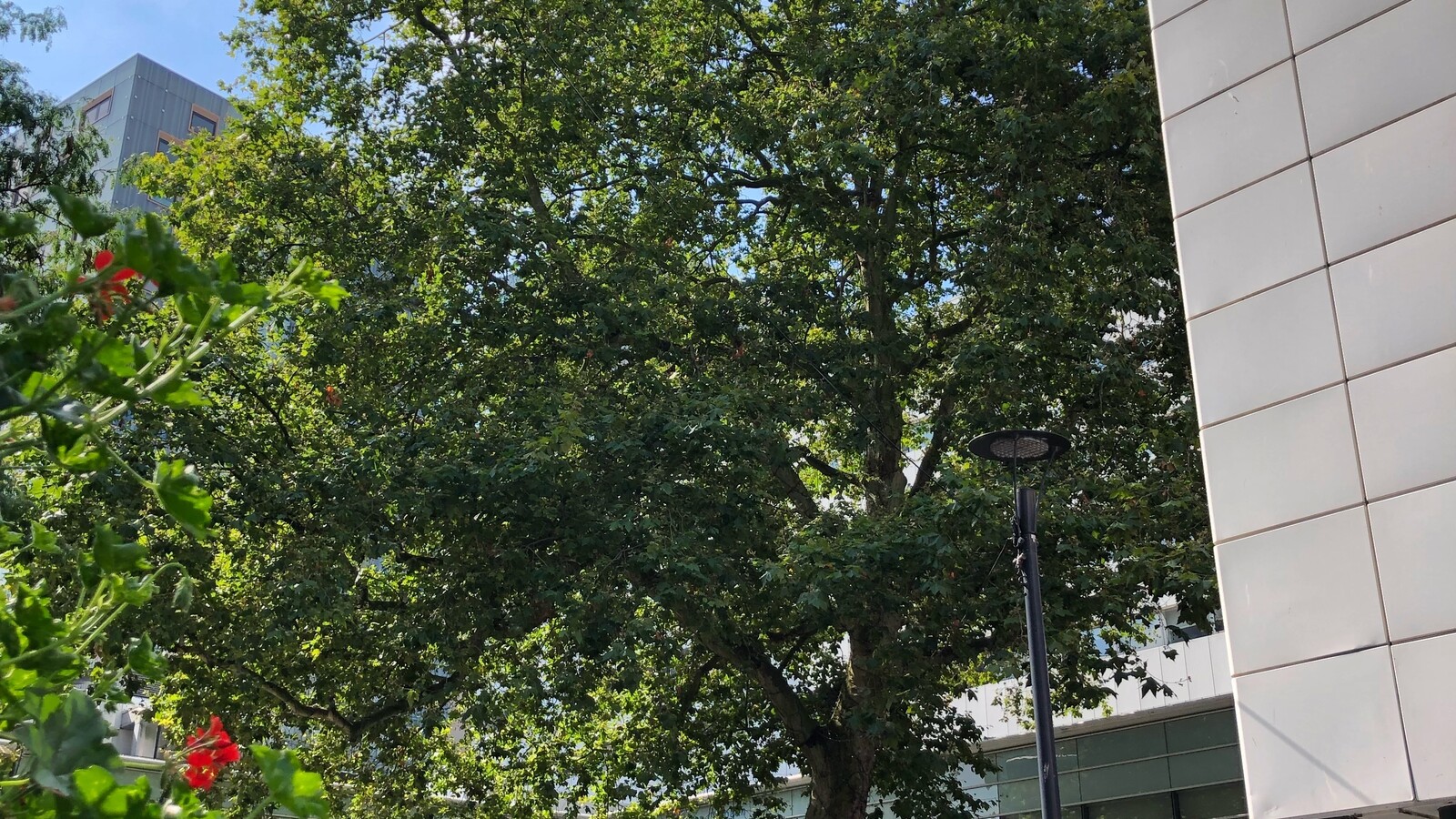 Plataan Lijnbaan Rotterdam
