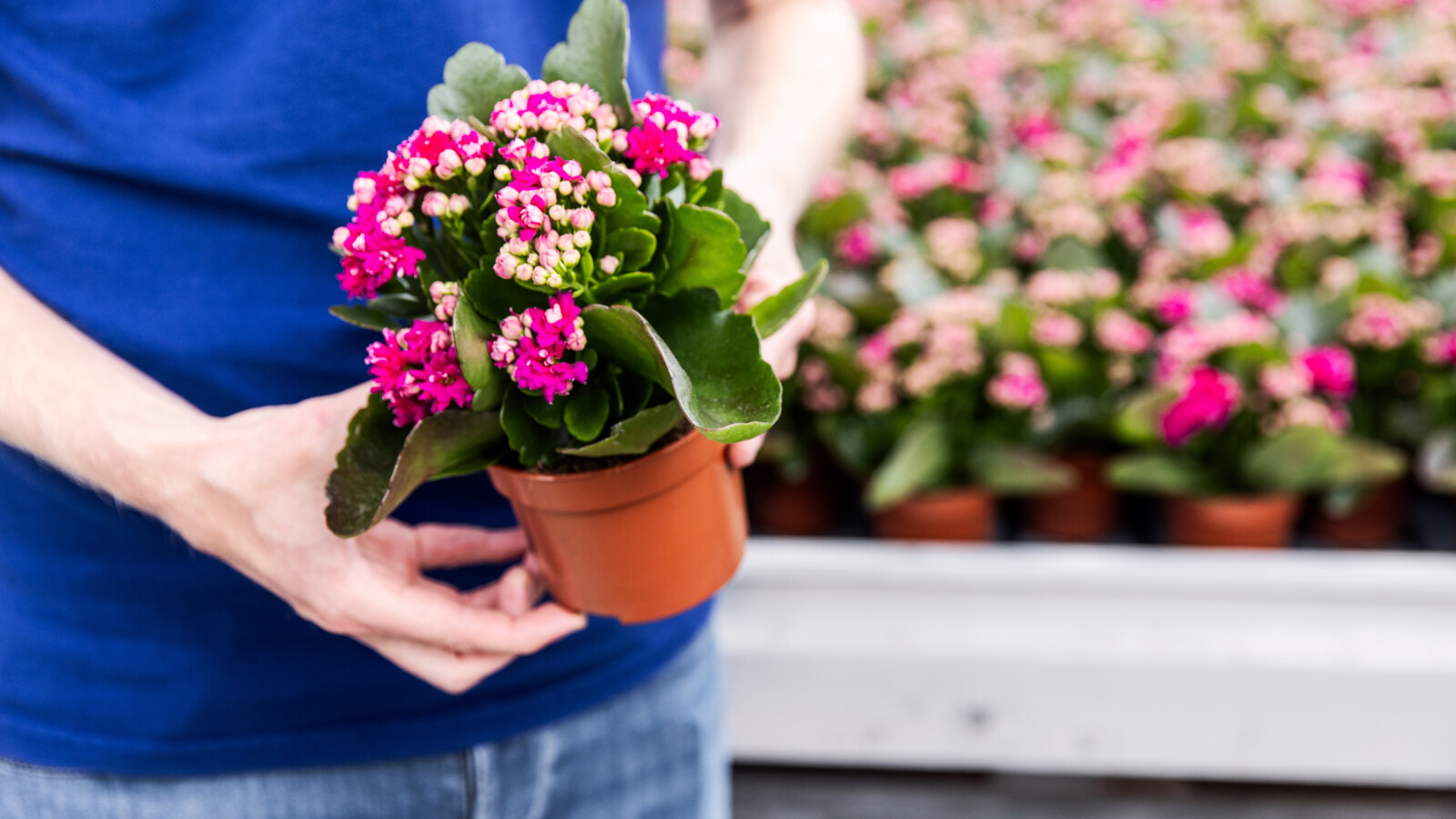Niet lullen maar planten Rotterdam Centrum 1