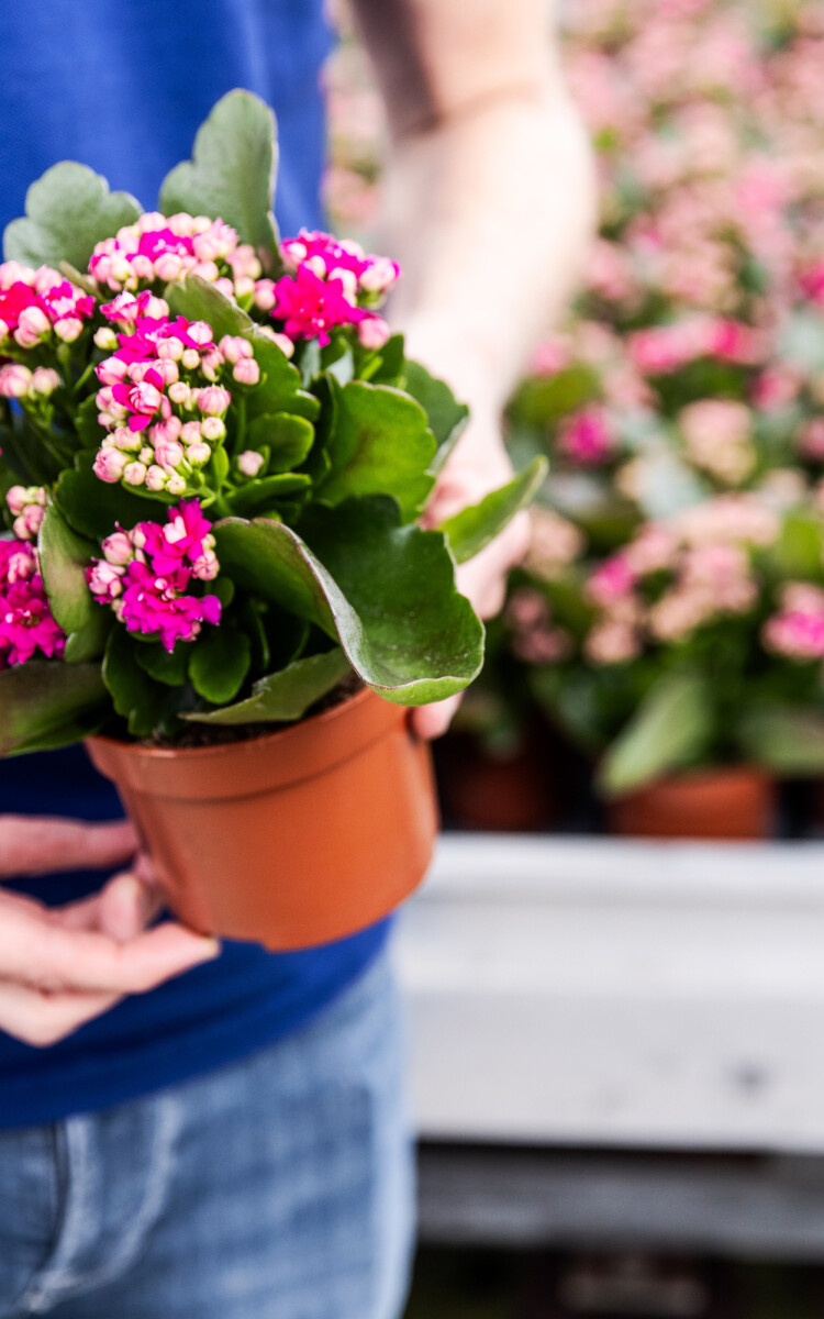 Niet lullen maar planten Rotterdam Centrum 1